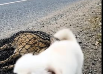 M3101003_Brave Puppy Rescue poor Baby Deer Stuck in the net with the help of kind old lady_part2