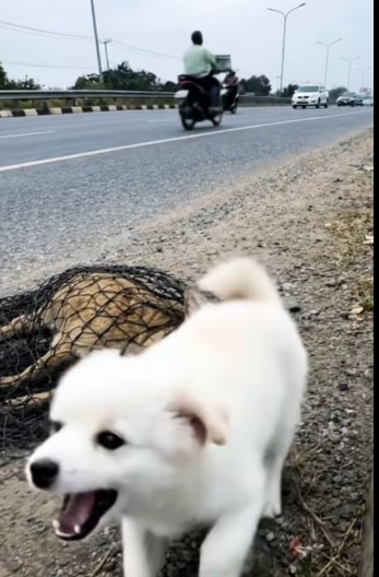 M3101003_Brave Puppy Rescue poor Baby Deer Stuck in the net with the help of kind old lady_part2