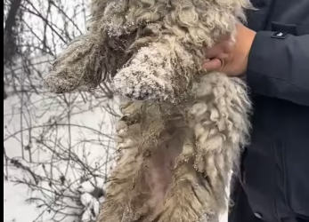 M3101006_Found a dog� #dog #rescue James Kirk