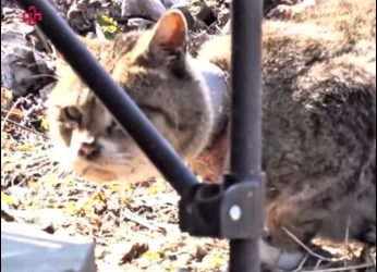 M3101007_Sauvetage d’un chat errant à un raccord en PVC coincé dans le cou. #rescue #cat #rettung #sauvetage #rescuecat #cats #