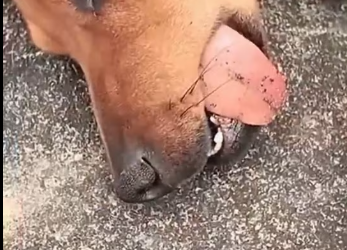 M3101010_little dog don’t leave his owner’s grave alone #lovestory #animallife #dogbrasil