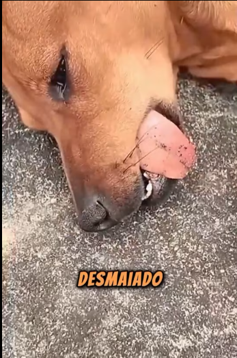 M3101010_little dog don’t leave his owner’s grave alone #lovestory #animallife #dogbrasil