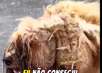 M3101008_Ele passou muito tempo nas ruas sem cuidado nenhum,mas agora tudo mudou �#ResgateAnimal #DogsRescue #NaoIgnore #VidasI