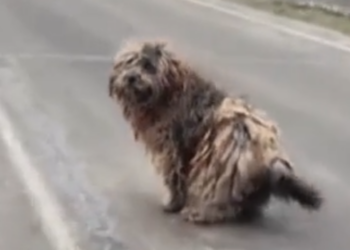 M3101011_Seu olhar me fez parar o carro e vc mudou meu dia #juntosPelaCausaAnimal #ResgateeRecomeço #PresenteDivino #SalvoPeloAm