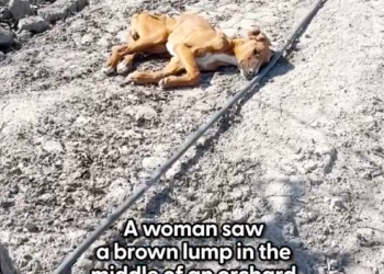 MP 05 Dog Found Broken Leg Can Stop Prancing Her Family_part2