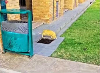 M3101013_Une maman chat n’abandonne jamais c’est chatons. #rescue #cat #rescuecat #sauvetage #rettung #salvataggio #rescate #ch