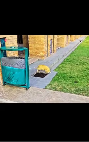 M3101013_Une maman chat n’abandonne jamais c’est chatons. #rescue #cat #rescuecat #sauvetage #rettung #salvataggio #rescate #ch