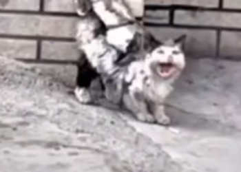 M3101014_sauvetage d’un chat errant pris dans la colle. #rescue #cat #rescuecat #for #haven #lovecats #catlover #catcut #catsof