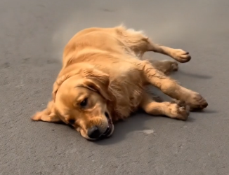 M3101018_#rescue #rescuedogs #dog #helpdogs #helpanimals #helptheanimals #help #dogcute #doglover #dogofticktok #lovedogs #sauve