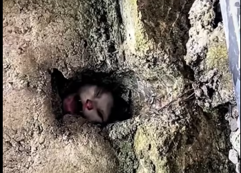 M3101017_#rescue #cat #rescuecat #help #helpcats #catlover #catcute #catoftiktok #helpanimals #helptheanimals #sauvetage #chat #