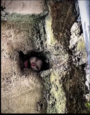 M3101017_#rescue #cat #rescuecat #help #helpcats #catlover #catcute #catoftiktok #helpanimals #helptheanimals #sauvetage #chat #