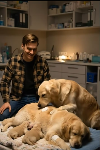 BM2912001_�� This dog needed help so badly that it stood in front of a fast-moving car. #dog #animal #goldenretriever_part2