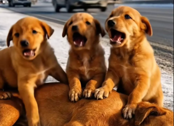 M3112015_Kind-Hearted Lady Rescues a Poor Unconscious Mother Dog and Her Puppies on the Roadside �_part2