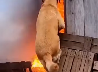 M050120She Walked Through Fire on Two Paws #MotherLove #AgainstTheFlames #UnbreakableInstinct #AnimalRescue #WalkedThroughFi