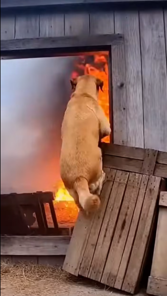 M050120She Walked Through Fire on Two Paws #MotherLove #AgainstTheFlames #UnbreakableInstinct #AnimalRescue #WalkedThroughFi