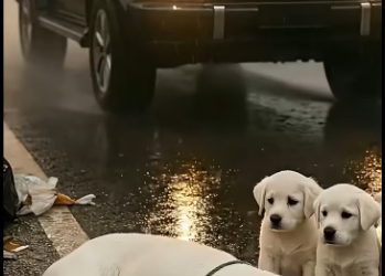 M0501001_Kind Woman Rescues Abandoned Mother Babies in Heavy Rain Emotional Animal Rescue_part2