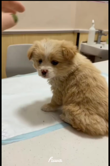 M0501003_How could anyone leave such cute little one behind! #fyp #viral #an…_part2|