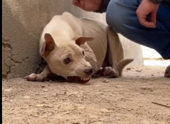 mexicoM0501004_this dog was already ready, surrendered a living skeleton #dogrescue #mir…_part2