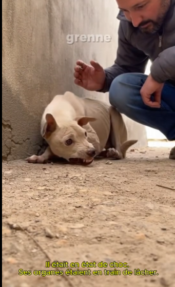 mexicoM0501004_this dog was already ready, surrendered a living skeleton #dogrescue #mir…_part2