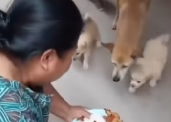 M0501005 💔 Amidst the hustle and bustle of life, there are tiny creatures who only long for a full meal to get through a long period of hunger…