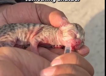 M0501006_premature kitten is adopted by surrounding cats Rescue Cat Sanctuary_part2