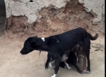 M0501007_This is a story that I will tell you as long as I can. Md Abdul Kaium_part2