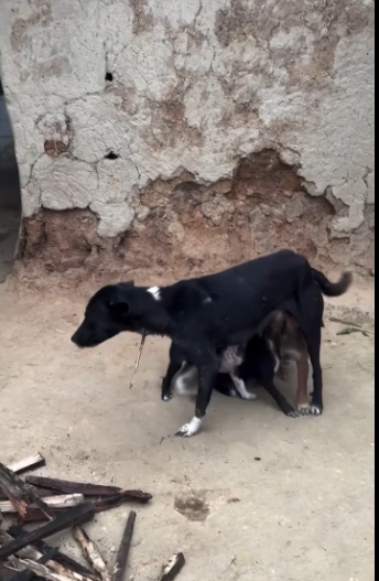 M0501007_This is a story that I will tell you as long as I can. Md Abdul Kaium_part2