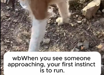 M0501008_found sick dog on side of road.Take him to hospital for…_part2