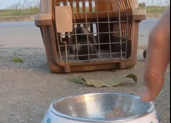 M0501009_Rescue baby cat so poor #animals #rescue #rescueanimals #fyp #cat_part2