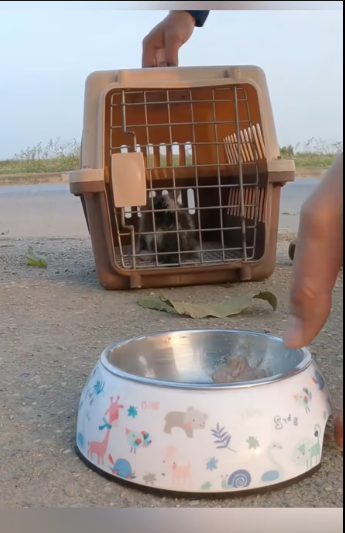M0501009_Rescue baby cat so poor #animals #rescue #rescueanimals #fyp #cat_part2