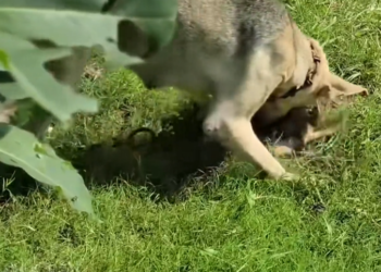 M0501011_She Kept Looking at Road Hoping Someone Would Come Back #Dog…_part2