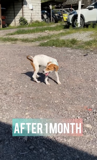 M0501012_UPDATE BEFORE and AFTER ni puppy. Siya ang puppy na ibinaba mula sa sasakyan ng nag lipat bahay puro sugat at galis a_p