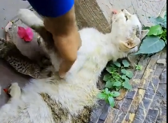 M0501014_Rescue a family cat #animals #rescue #rescueanimals #catsoftiktok #catsoftiktok #kitten _part2