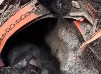 M0501015_Two poor dogs, with thick chains wrapped around their bodies, lay motionless in a pile of dirt by the roadside. Luckily