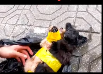 M0501016_#animals #rescue #dog #foryou ������_part2