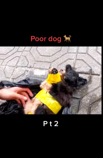 M0501016_#animals #rescue #dog #foryou ������_part2