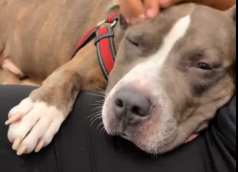 M0501017_Grateful you were given a second chance at life. I’ll miss you buddy. Have the best life King.�� #adoptdontshop #