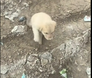 M0501019_parte 5201 I rescued a small dog abandoned in the countryside in difficulty. I took him and took him to the vet.❤️ #res