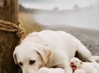 M3112017_Kind-Hearted Lady Helps a Mother Cat and Her Babies �_part2