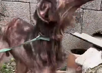 BM01scared skeleton to grass running giant His month miracle #sav…