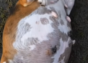 M0601001Kind Hearted Lady Rescues Pregnant Mother Dog Heartwarming Rescue S…