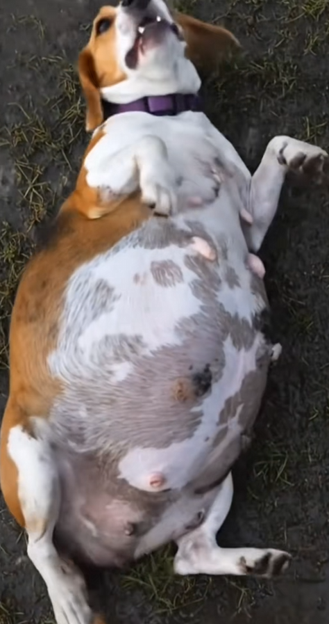 M0601001Kind Hearted Lady Rescues Pregnant Mother Dog Heartwarming Rescue S…