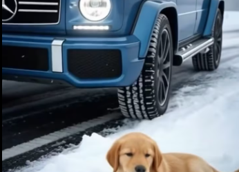 M0601008_A small cry shattered the silence of the snow ❄️🐶✨_part2