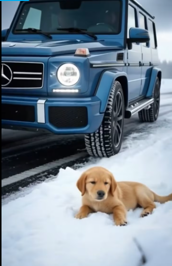 M0601008_A small cry shattered the silence of the snow ❄️🐶✨_part2