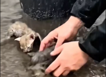 M0601011_Watch how these two soaking wet kittens are found crying in the rain and get a second chance at life! 🏠✨ A kind soul takes them home, gives them a warm bath, and saves their little lives. 🛁🐱💕