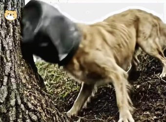 M0601012_Puppy Brave Choice Saved His Mother Life. #FYP #AnimalRescue #V…_part2