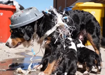 M0601015_Animal rescue stories Rescue dog attack of mutant caterpillars_part2