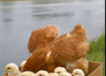 M0601017_kind hearted Man rescue Poor Hen Her Chicks in road side in r…_part2