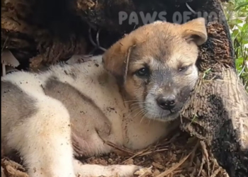 M0601018_Terrified Puppy Trapped Inside Burnt Log Cries Help Until S…_part2