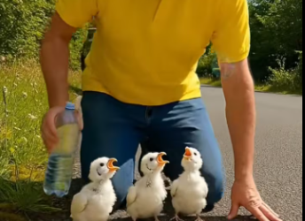 M0601021_Kind Man rescued helpless Robin chicks on road_part2